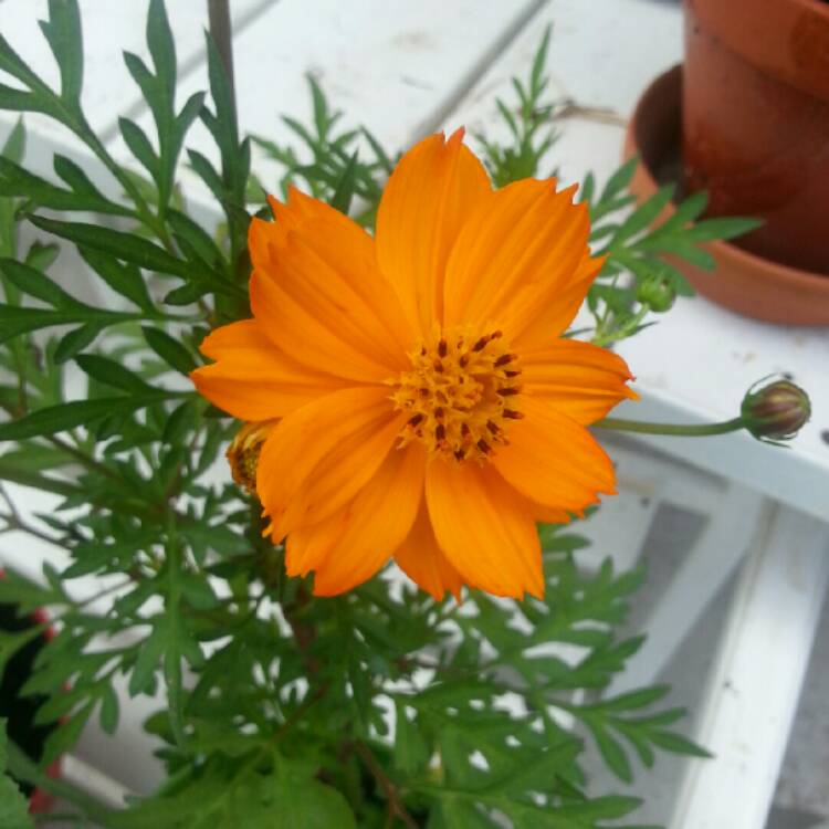 Plant image Cosmos Sulphureus 'Klondyke' (Mixed)