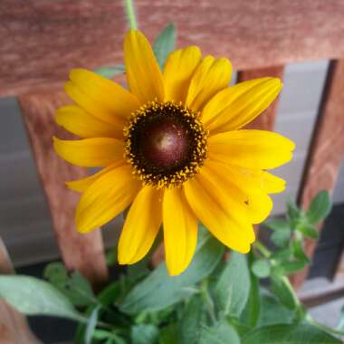 Coneflower 'Little Goldstar'