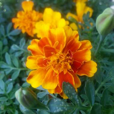 Marigold