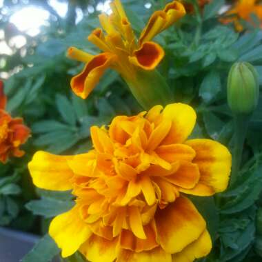 Marigold