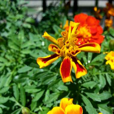 Marigold