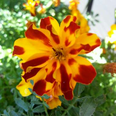 Marigold