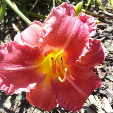 Daylily