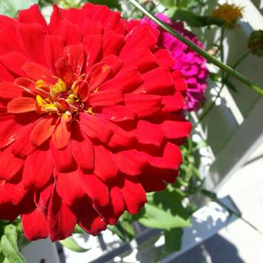 Zinnia