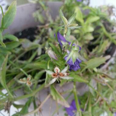 Horned Pansy 'Penny™ Denim Jump Up'