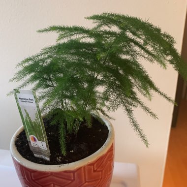 Common Asparagus Fern