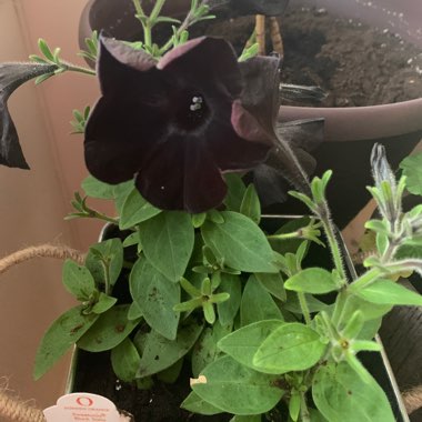 Petunia 'Black Velvet'