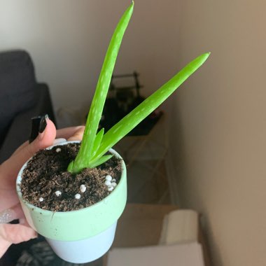 Aloe Vera