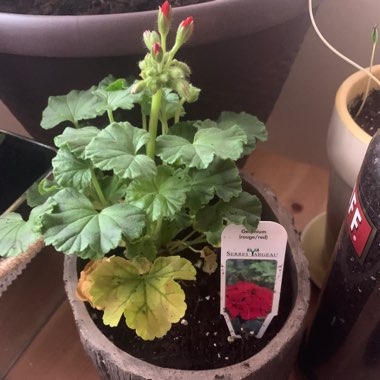 Cranesbill (Geranium)