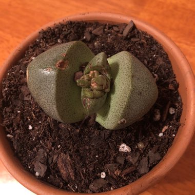 Pleiospilos nelii