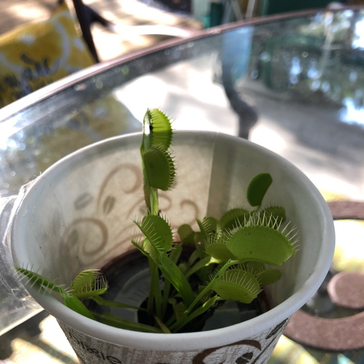 Plant image Dionaea muscipula 'Dente Flytrap'