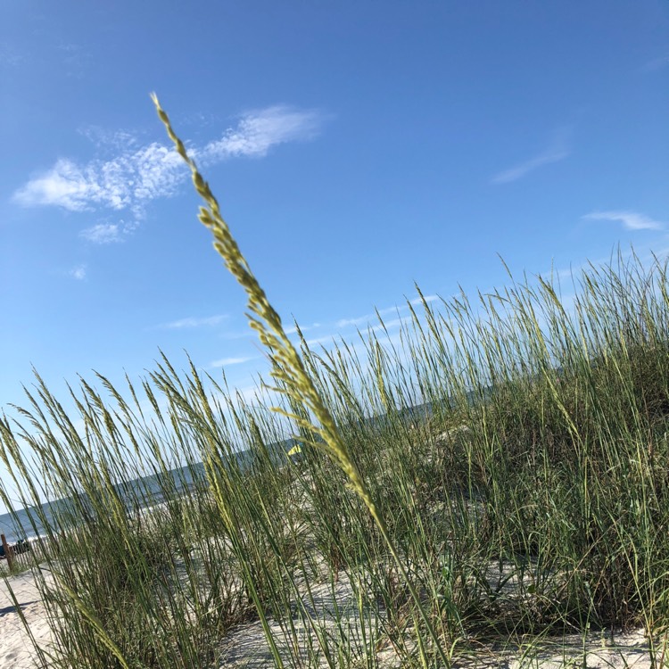 Plant image Chasmanthium latifolium