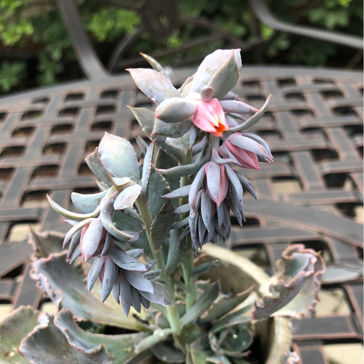 Echeveria Neon Breakers