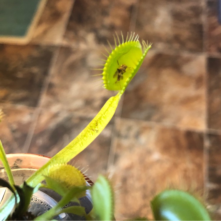 Plant image Dionaea muscipula 'Dente Flytrap'