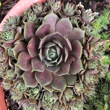 Sempervivum Blue Boy