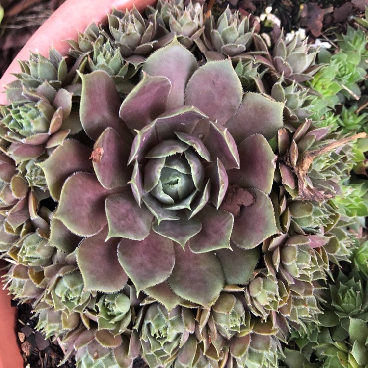 Plant image Sempervivum Blue Boy