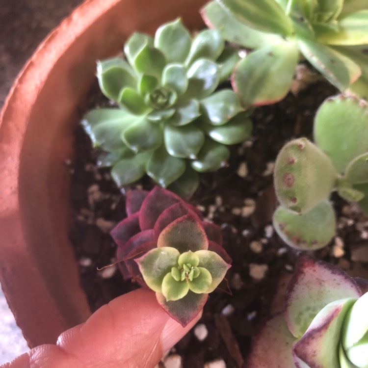 Plant image Crassula 'Isabella'