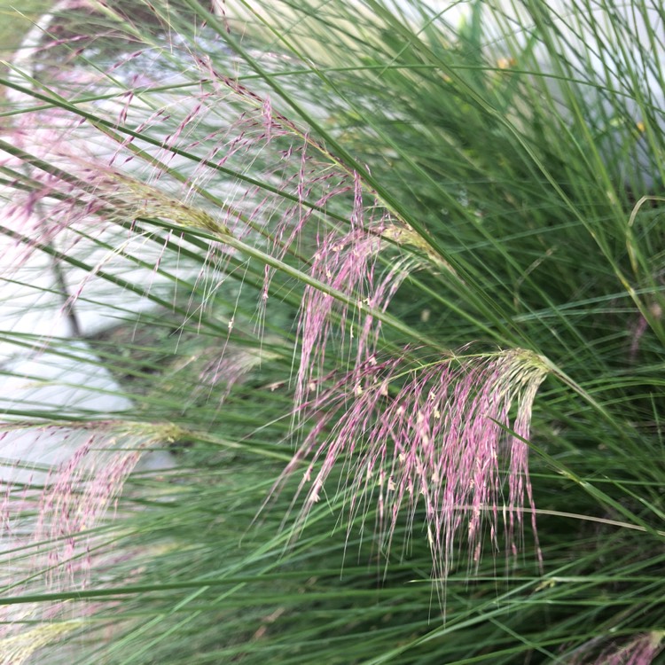 Plant image Pennisetum 'Kittentails'