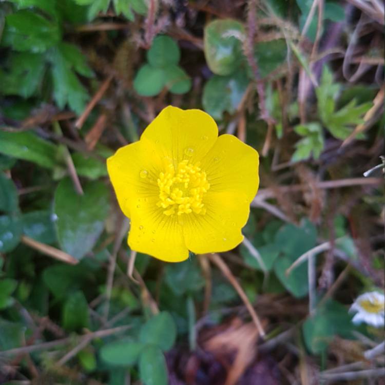 Plant image Ranunculus acris