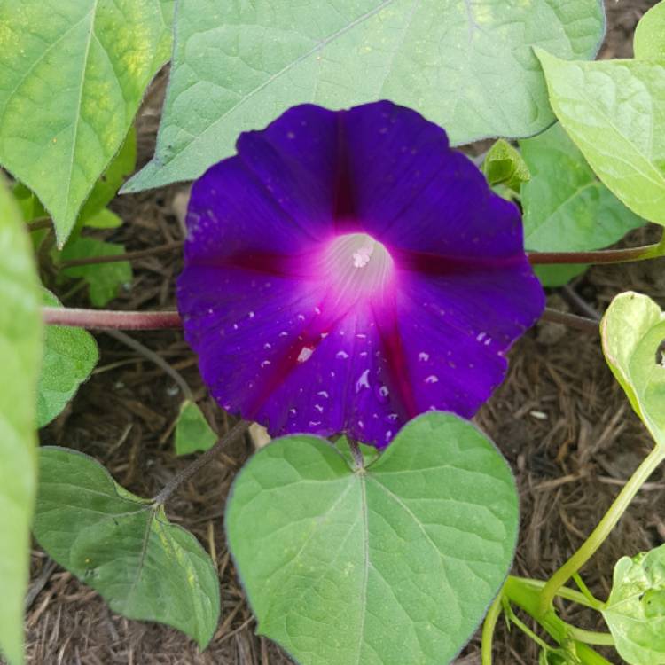 Plant image Ipomoea purpurea 'Star Of Yalta'