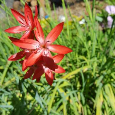 Hesperantha coccinea 'Major' syn. Schizostylis coccinea 'Major'