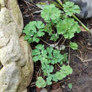 Aquilegia alpina