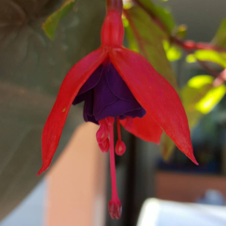 Plant image Fuchsia 'Beacon'