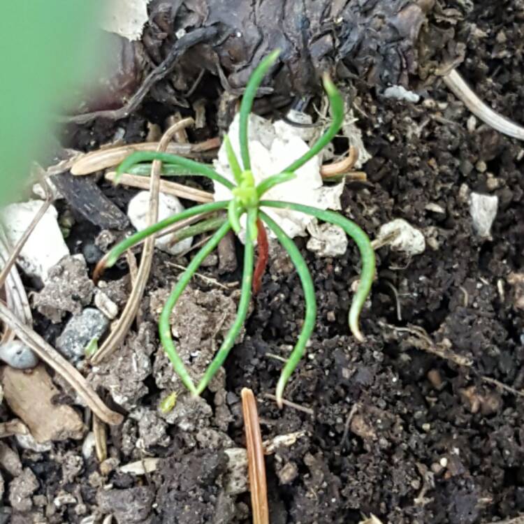 Plant image Pseudotsuga menziesii