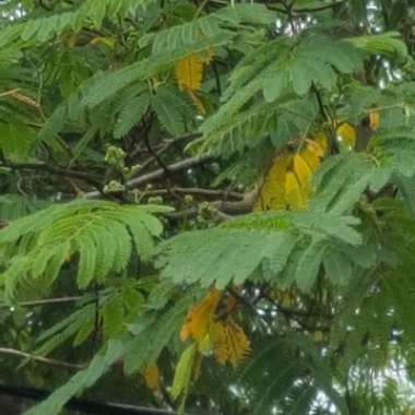 Albizia julibrissin 'Summer Chocolate'