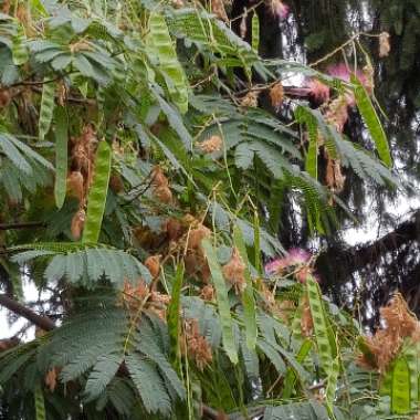 Albizia julibrissin 'Summer Chocolate'