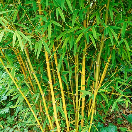 Plant image Phyllostachys aurea 'Albovariegata'