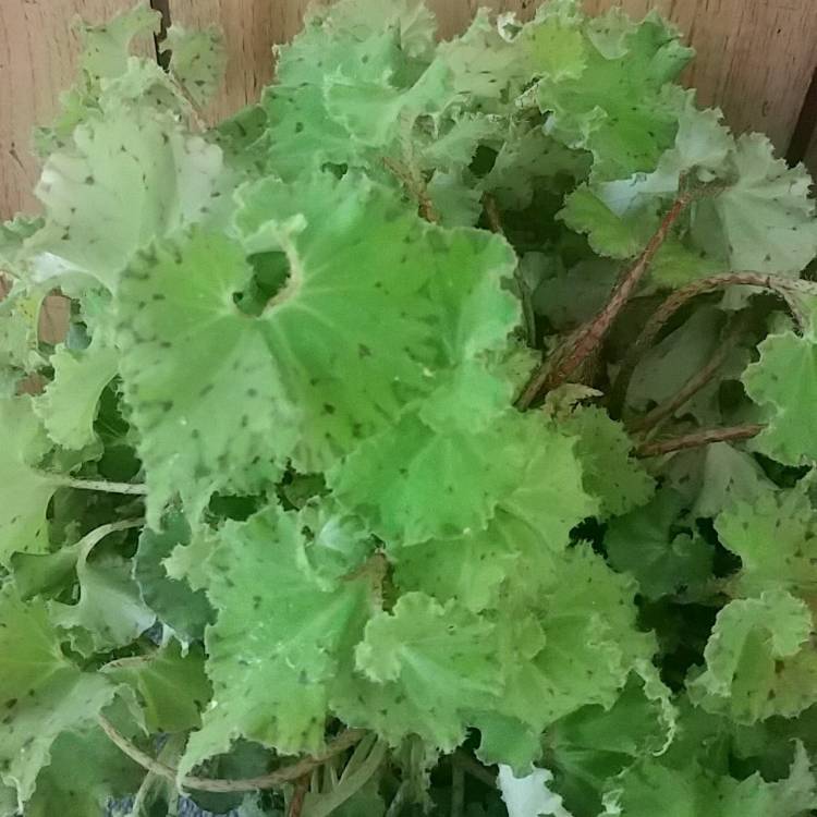 Plant image Begonia 'Baby Dress'