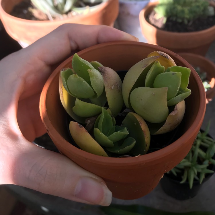 Plant image Crassula lactea