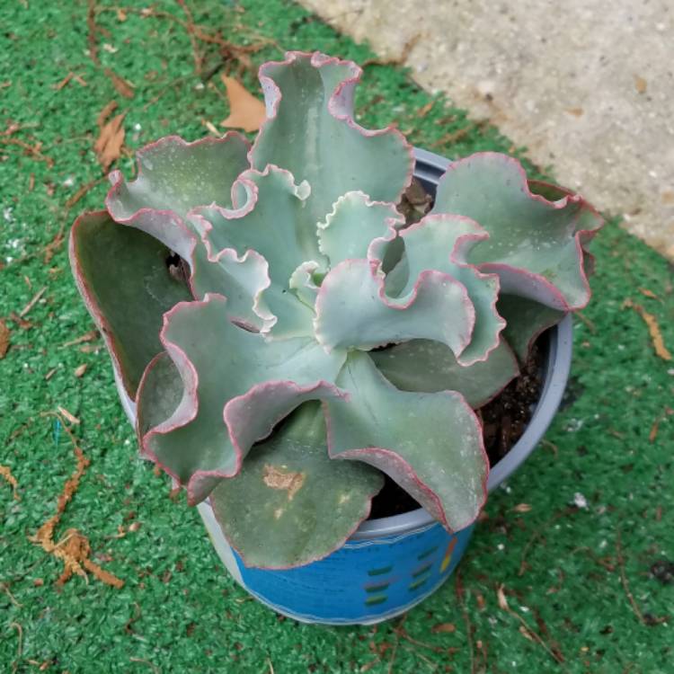 Plant image Echeveria Barbillion