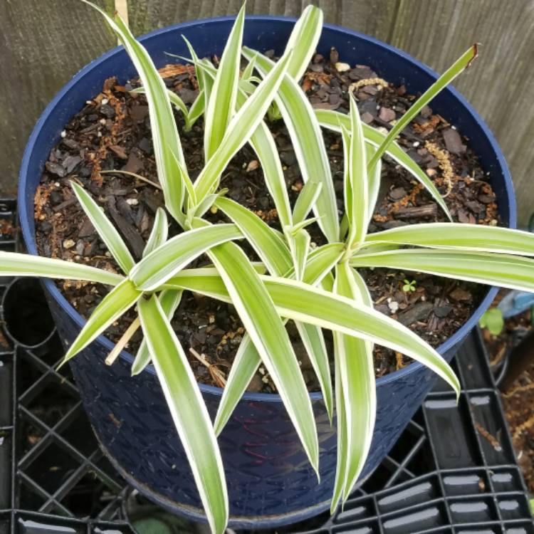 plant image 330681