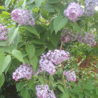 Californian Lilac