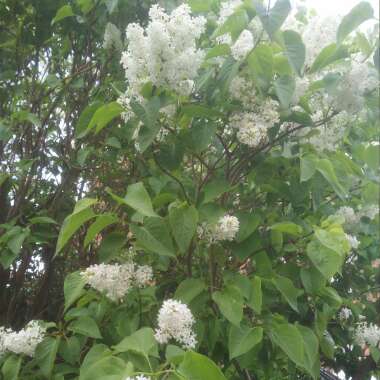 California Lilac 'Millerton Point'