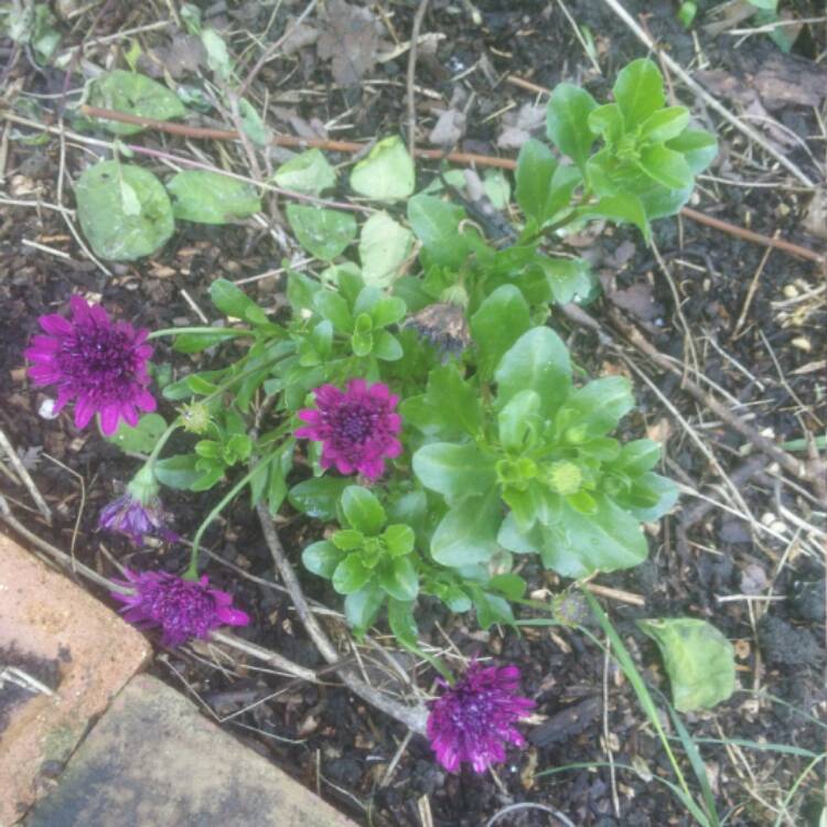 Plant image Osteospermum ecklonis 3D 'Purple Envy'