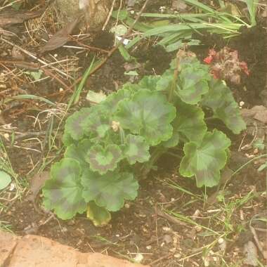 Cranesbill (Geranium)