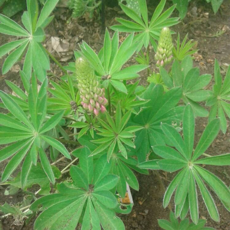 Plant image Lupinus 'Gallery Dwarf Mixed'