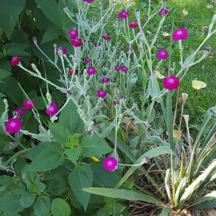 Rose Campion