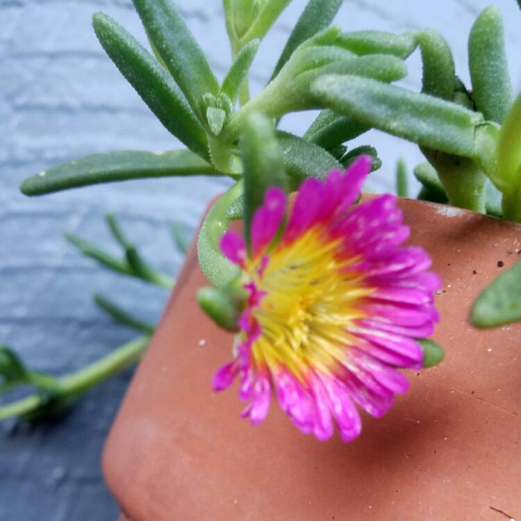 Plant image Delosperma 'Wheels of Wonder' mix