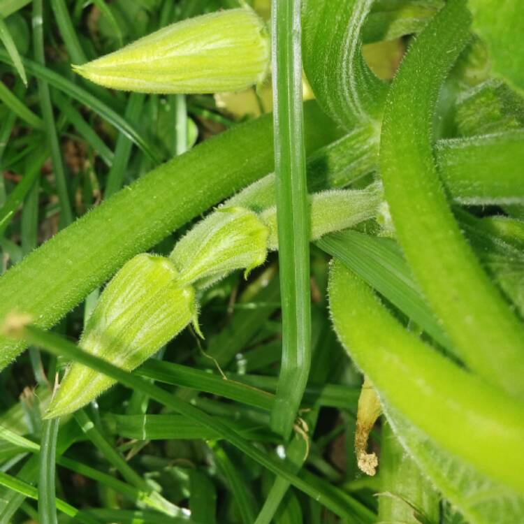 Plant image Cucurbita Pepo var. Cylindrica 'All Green Bush'