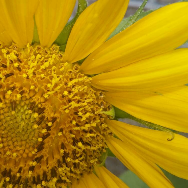 Plant image Helianthus annuus 'Russian Giant'