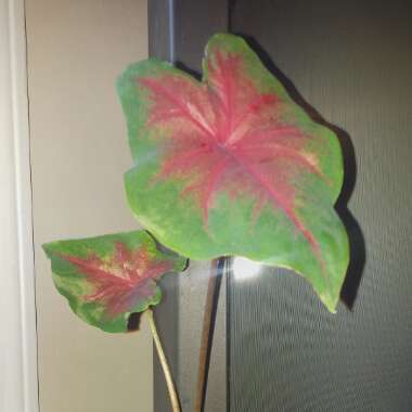 Caladium