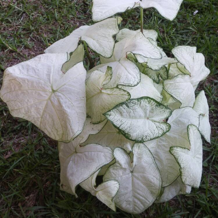 Plant image Caladium Candidum 'Moonlight'