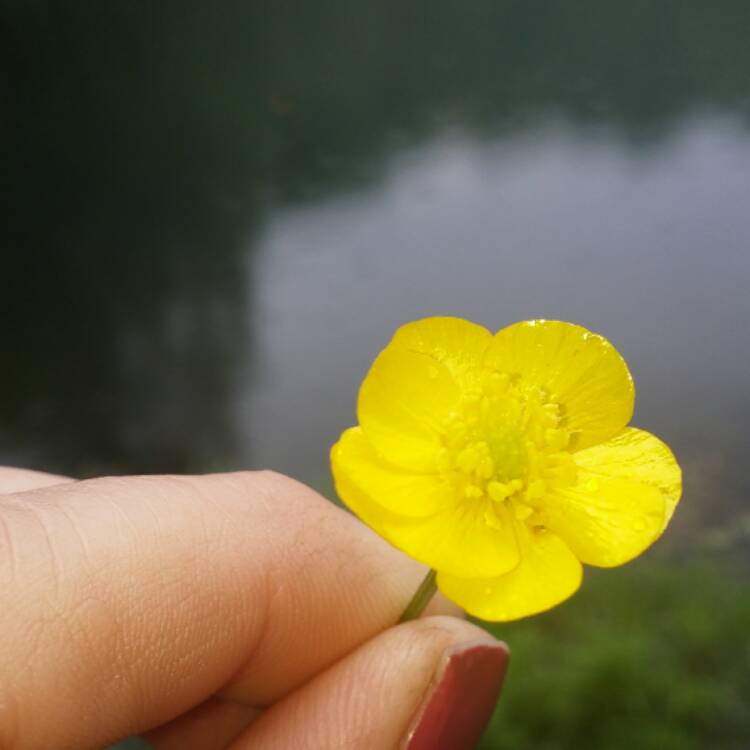 Plant image Ranunculus acris