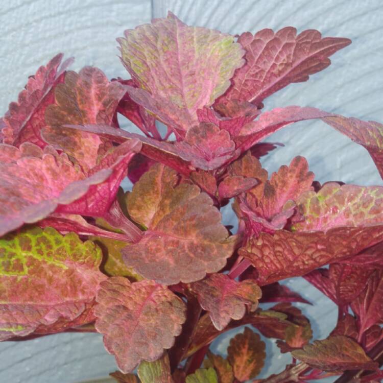 Plant image Plectranthus scutellarioides 'Balcenna' syn. Plectranthus scutellarioides 'Henna'