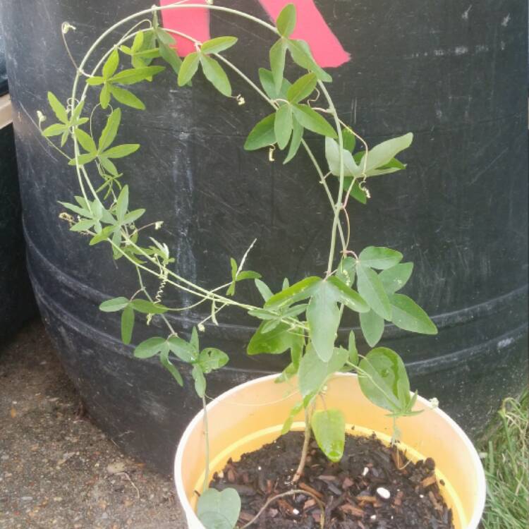 Plant image Passiflora edulis 'Nellie Kelly'