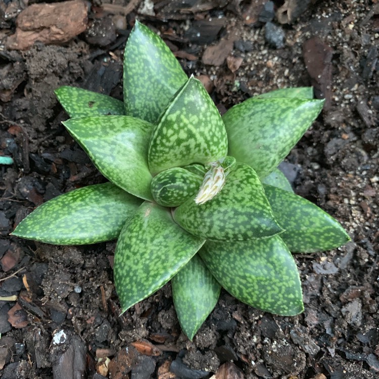 Plant image x Gasterhaworthia 'Rosava'